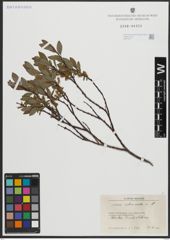 Foto von Salix arbuscula L.